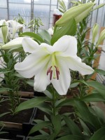 [1723 Terni No01.JPG]